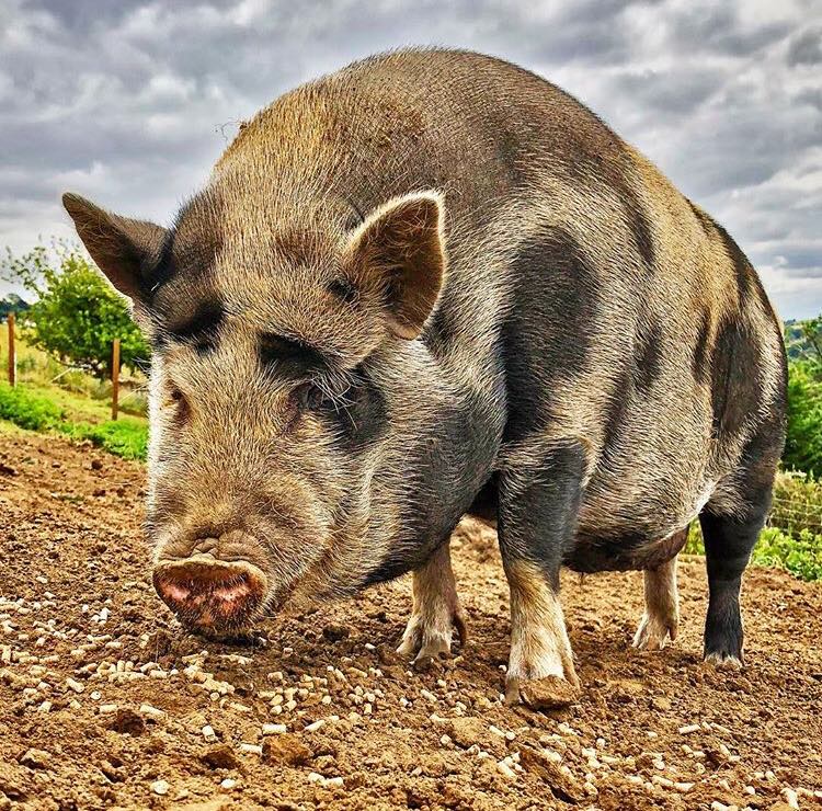 Sute de focare de pestă porcină în România