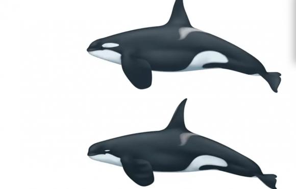 O nouă specie de balenă ucigașă, descoperită în Chile