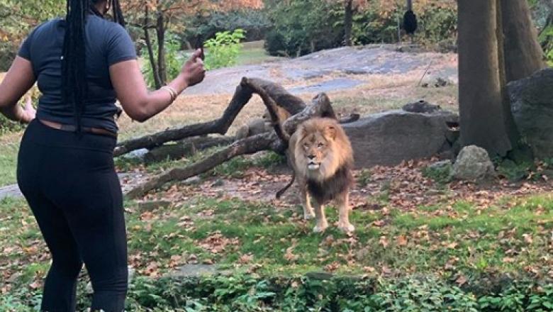 O femeie a sărit în cușca leului, la Zoo.